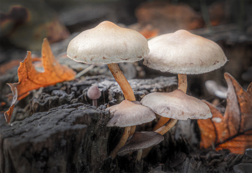Forest Mushrooms by David Woodthorpe