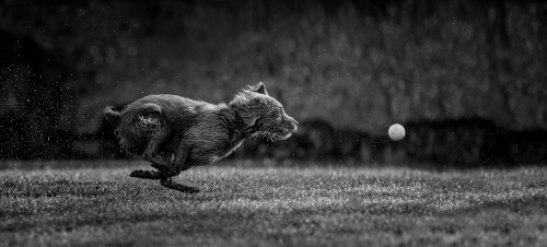 My Ball by Bob Given