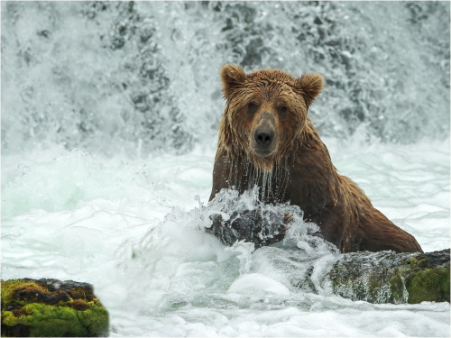 Alaskan Brown Bear by Ronnie Gilbert
