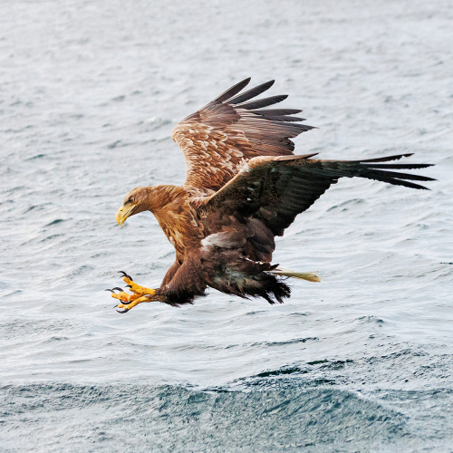 Talons At The Ready by Keith Snell
