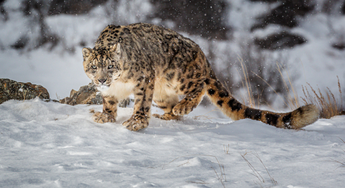 Focussed and about to spring by Alan Walker
