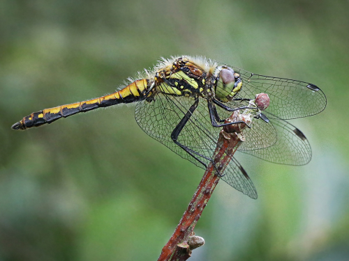 Darter by Marilyn Woodthorpe