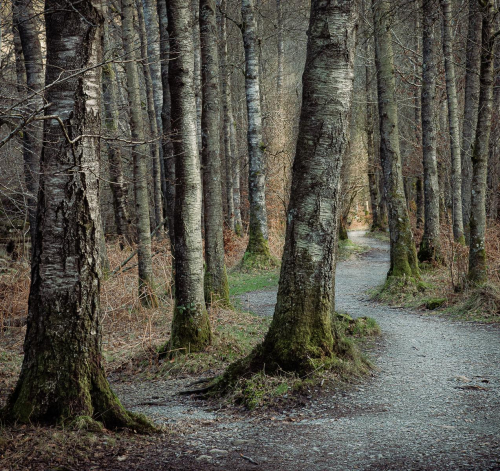 Path through birches by Chris Burgess