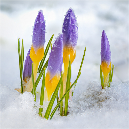Winter isn't finished by Ken Rennie