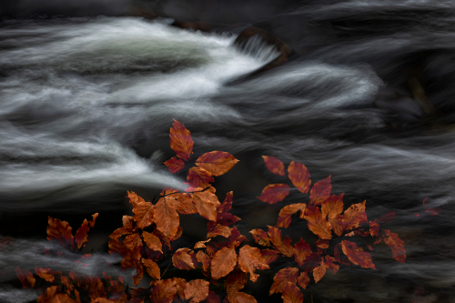 Winter Resilience by Keith Snell