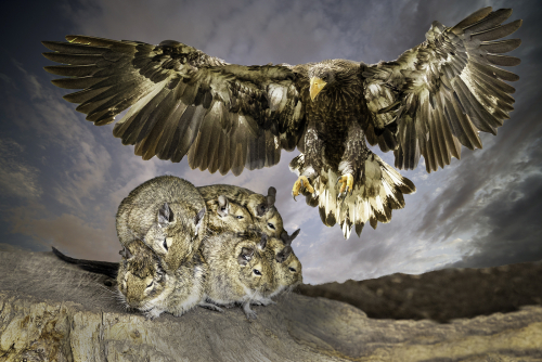 Safety in numbers by David Woodthorpe