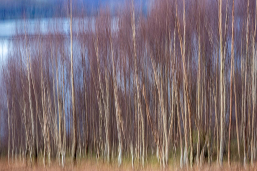 ICM Silver Birches by Tom Stenhouse