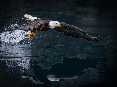 Bald-Eagle-with-catch by Alan Walker