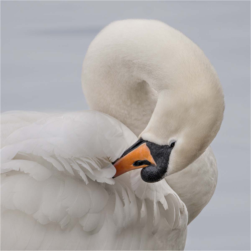 Preening by Ken Rennie