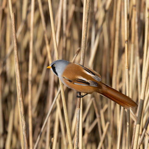 Male-Bearded-Tit by Tony Marsh