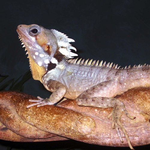 Boyds-Forest-Dragon by Philip Cartwright