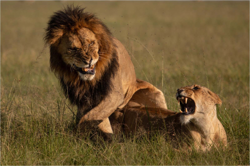 Mating-Lions by David Carine