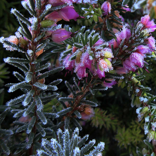 Frost-on-heather by Philip Cartwright