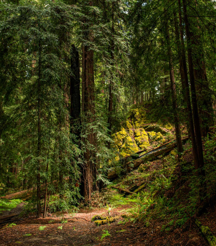 Redwood-Glade by Richard Jakobson