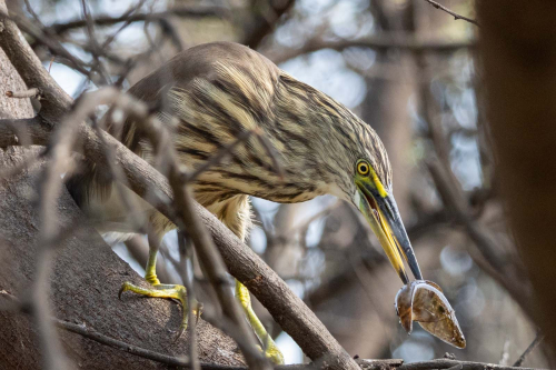 Squacco-Heron-Dilemma by Tom Stenhouse