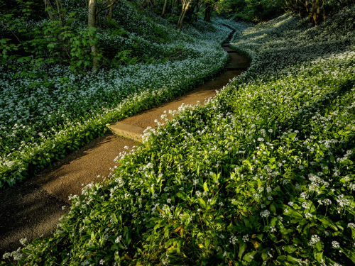 The-Garlic-Path by Ade Gidney
