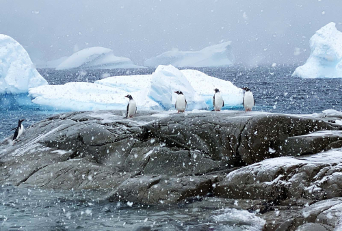 Gentoo-In-A-Snow-Storm by Keith Snell