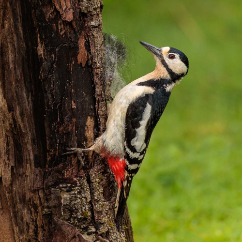 Woodpecker by Ade Gidney