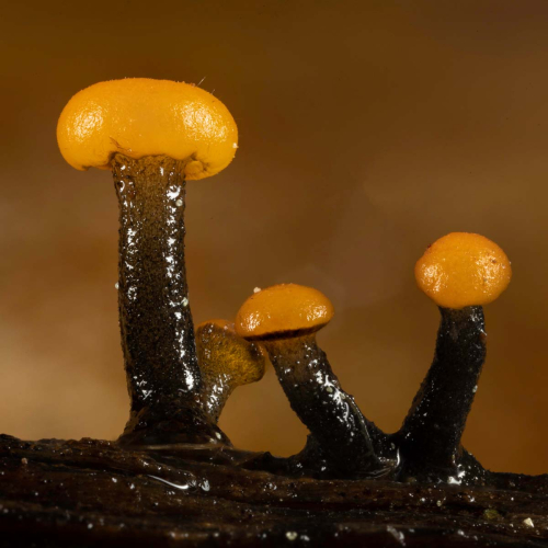 Stream-Beacon-Fungus by Tony Marsh
