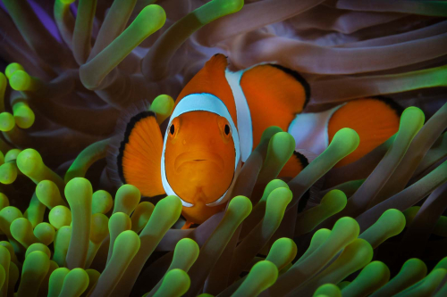 Clown-Fish-in-Giant-Green-Anemone by David Carine