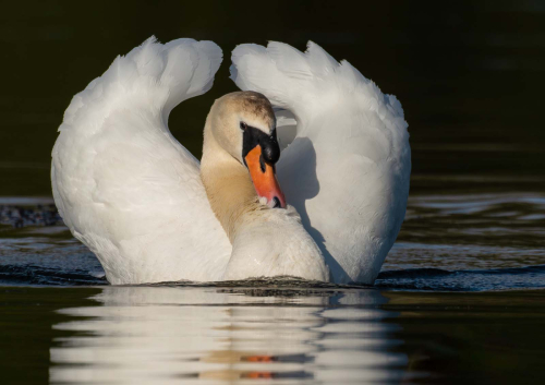 Preening by Richard Jakobson