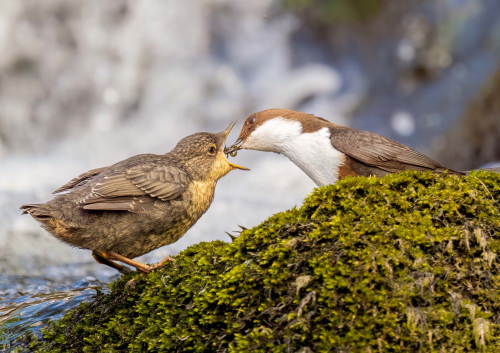 Feeding-Dippers by Simon Roberts