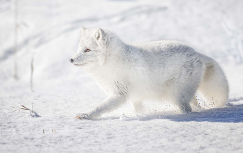 Hunting-in-the-Snow by Alan Walker
