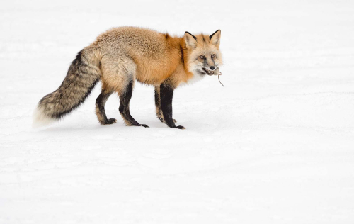 American-Red-Fox-with-Mouse by Julie Walker