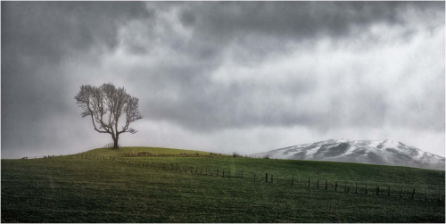 Setrah-tree by Tony Melling