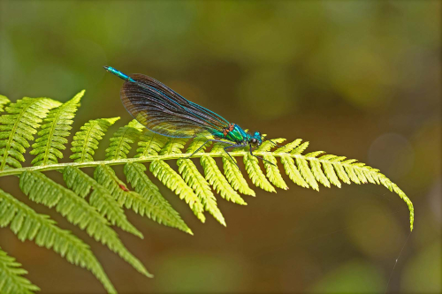 Beautiful-Demoiselle Tony Marsh