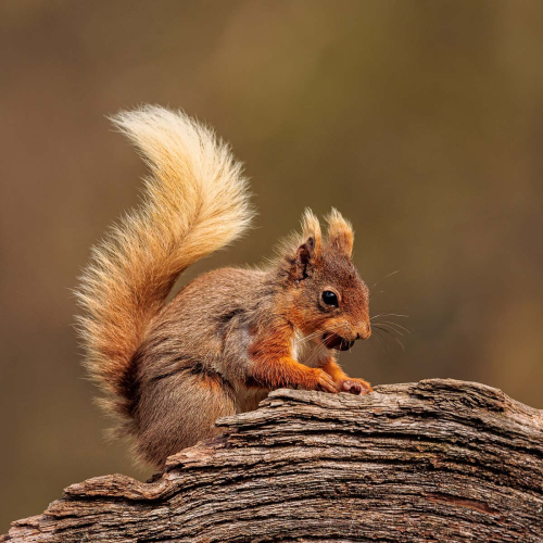 Red-Squirrel by Ade Gidney