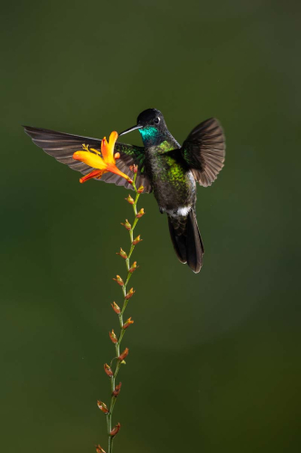 Talamanca Hummingbird by Tom Stenhouse