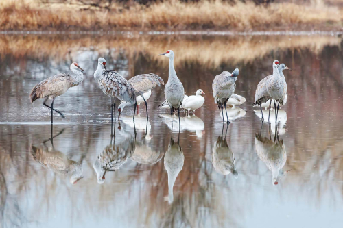 Sandhill-Crane-Morning-Gather by Keith Snell