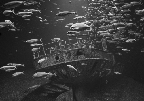 Nature-The-Wreck by David Woodthorpe