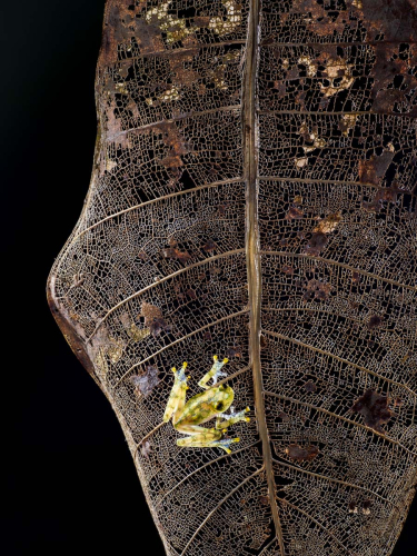 Fauna-Leaf-Frog by Simon Roberts