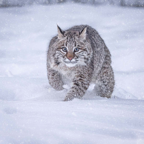 Nature-Focussed-in-the-snow by Alan Walker
