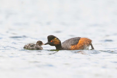 Nature-Fauna-Black-necked-Grebe-and-Chick by Tony Marsh