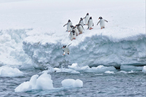 Nature-Fauna-Queueing-For-The-Plunge by Keith Snell