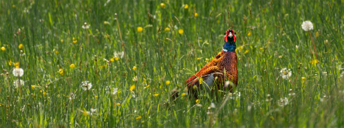 Nature-fauna-Are-you-looking-at-me by Ken Rennie