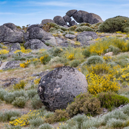 Landscape-Rocks-and-Flowers-Portugal by Tony Marsh