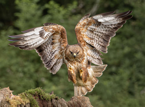 Nature-Buzzard-Landing by Julie Walker