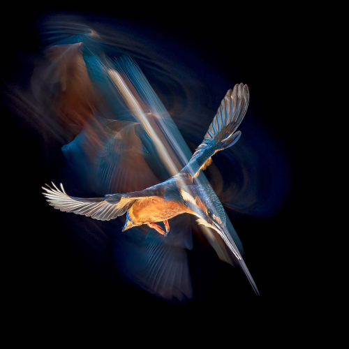 Creative-Hovering-kingfisher by Simon Roberts