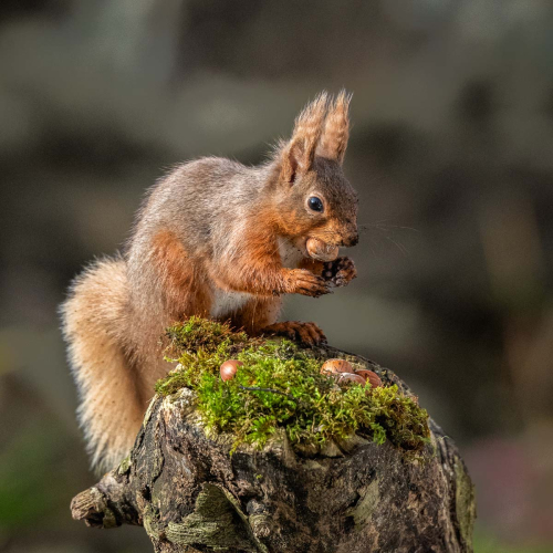 Fauna-Lunch-Break by Richard Jakobson