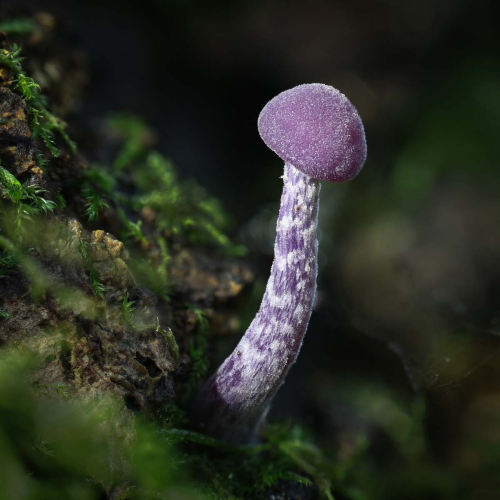 Nature-Flora-Amethyst-Deceiver by Tony Marsh