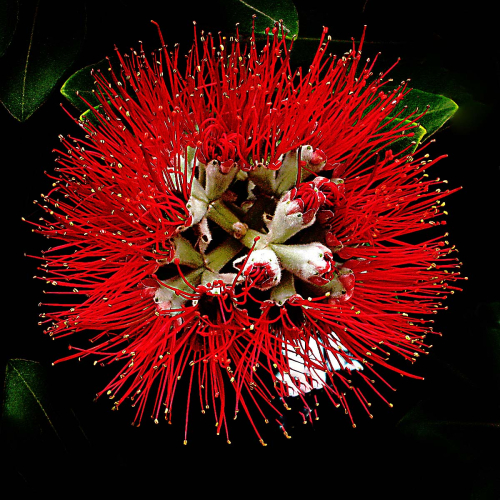 Flora-Akaroa-Pohutukawa by Philip Cartwright