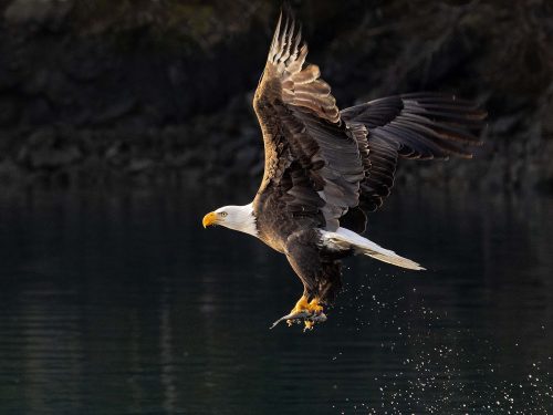 Bald-Eagle-with-Fish by Julie Walker