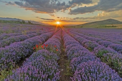 Lavender-Field-at-Sunset by Tony Marsh