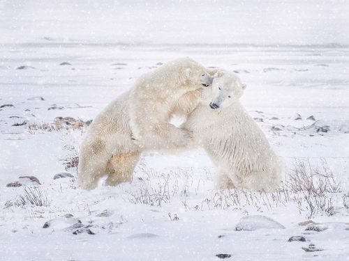 Confrontation-on-the-Arctic-Tundra by Alan Walker