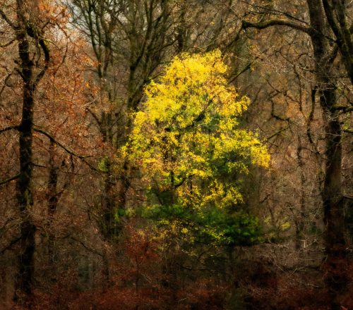 Autumn-Gold by Richard Jakobson