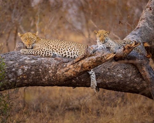 Mother-and-Cub by Simon Roberts
